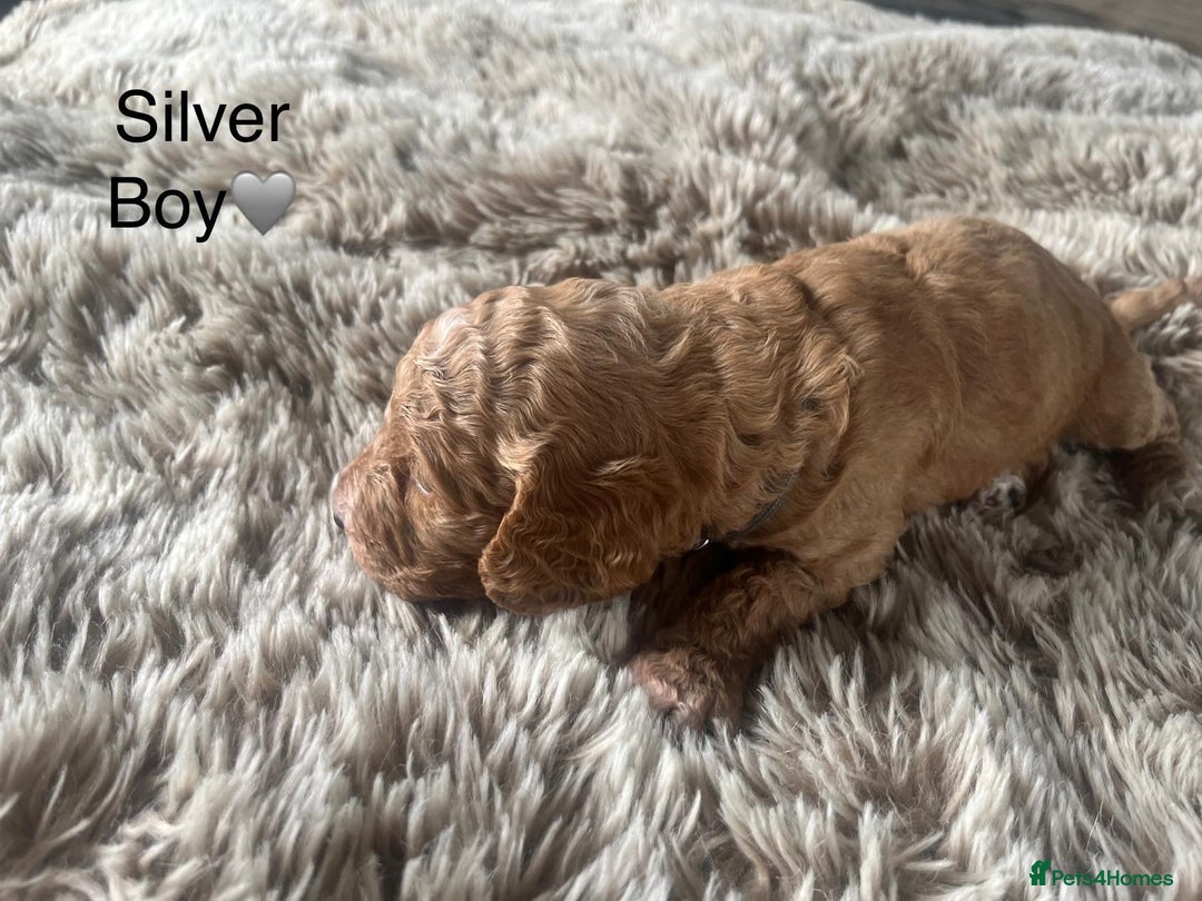 Cockapoo dogs for sale: ⭐️F1B cockapoo puppies⭐️ - Image 8