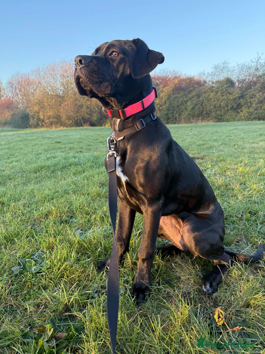 Mixed Breed dogs for sale: Gorgeous girlie for sale - Advert 2