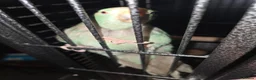Parakeets birds for sale: 5 month old hand reared blue kakariki for sale  in Middlesbrough - Advert 5