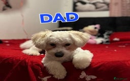 Bichon Frise dogs for sale: 4beautiful Bichon Frise puppies (3boys and 1 girl) - Image 25