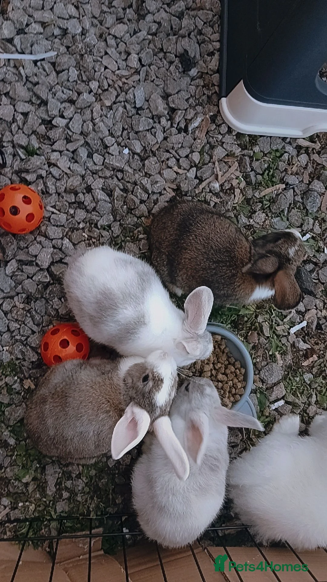 Lionhead rabbits for sale: baby rabbits  - Advert 2