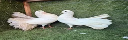 Pigeons birds for sale: Any Pair £65 - Healthy Breeding Pigeons - Advert 11
