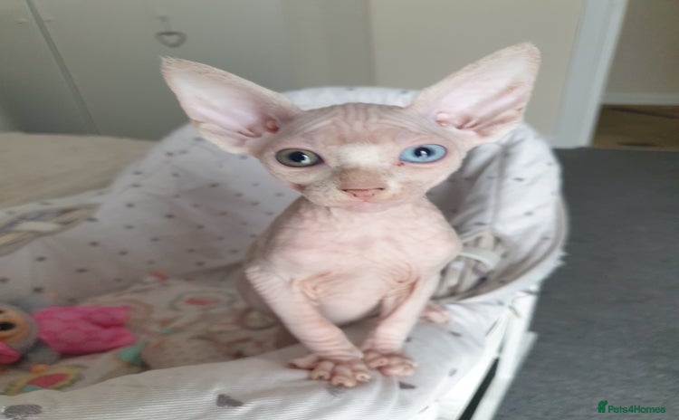 Sphynx cats - Advert 2
