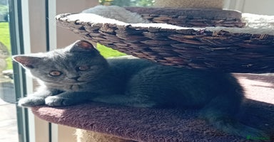 British Shorthair cats - Advert 5