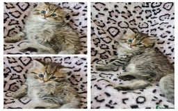 Perdoll cats for sale: Perdoll Kittens only boys - Image 5