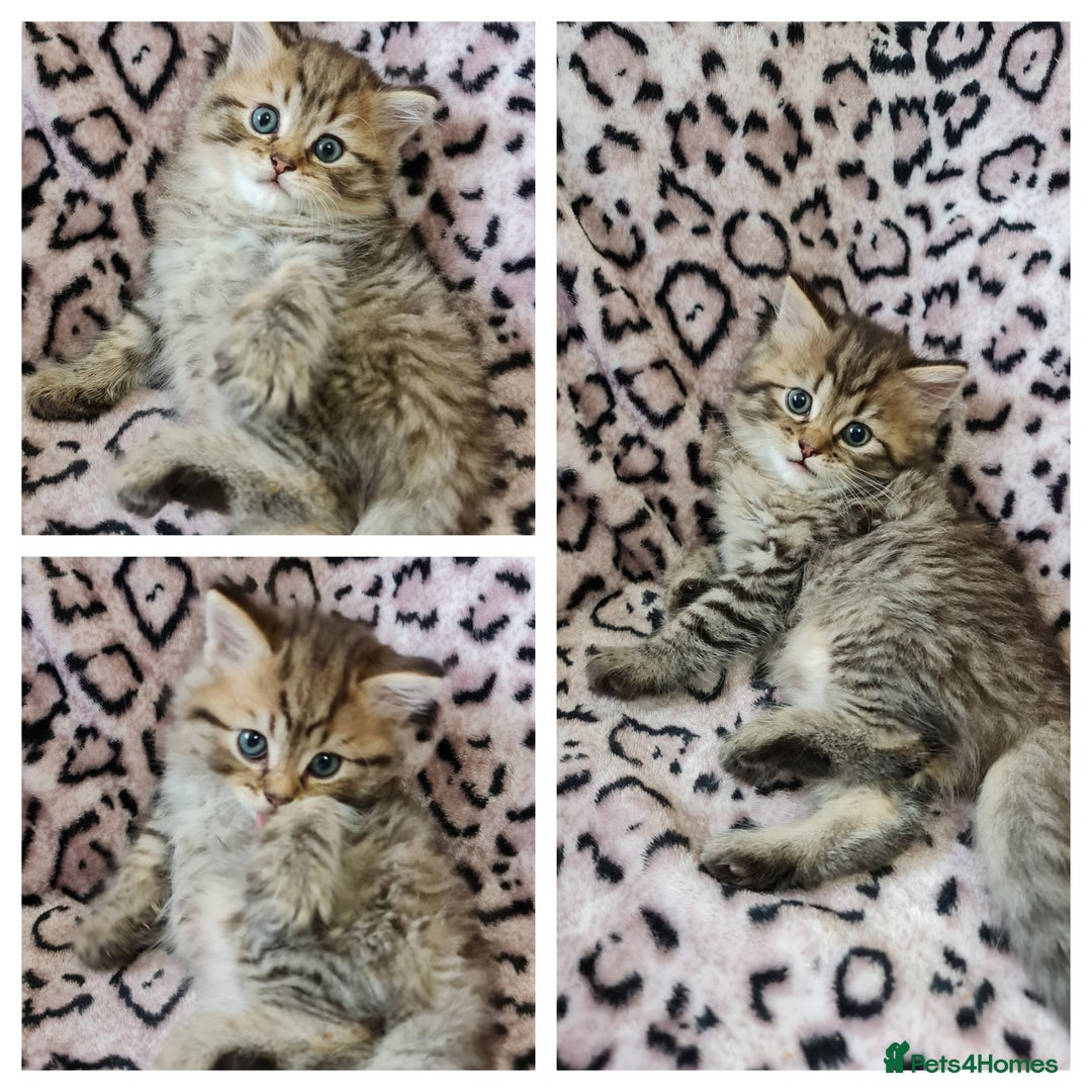 Perdoll cats for sale: Perdoll Kittens only boys - Image 5