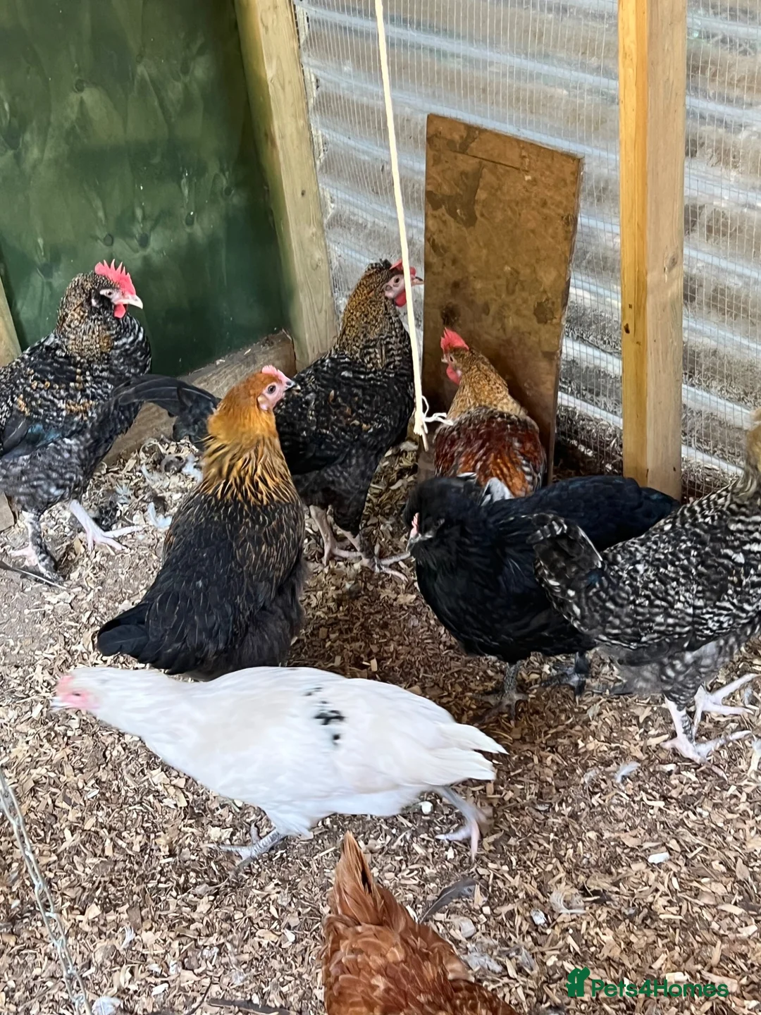 Chickens poultry for sale: Point of Lay and Laying Chickens - Advert 1