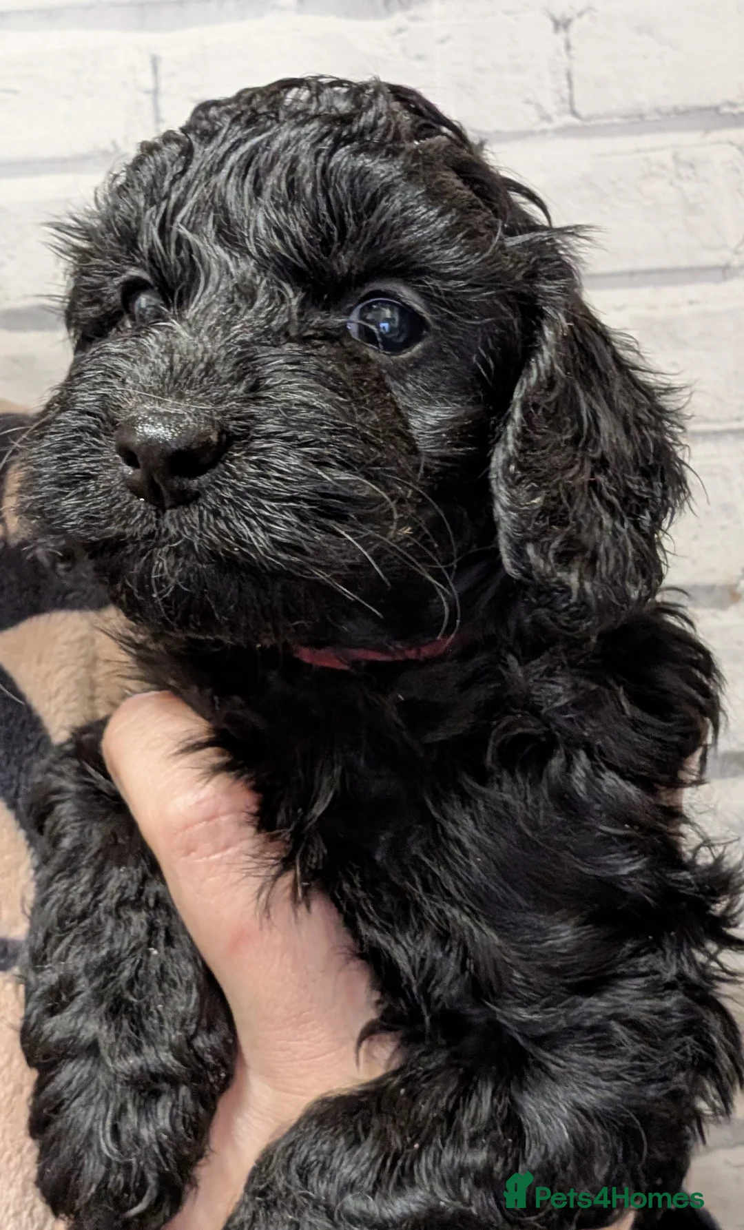 Cockapoo dogs for sale: F2b cockapoo pups Super Cute. Health test parents - Advert 36