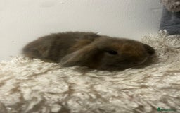 Mini Lop rabbits for sale: READY NOW BOYS - Image 6