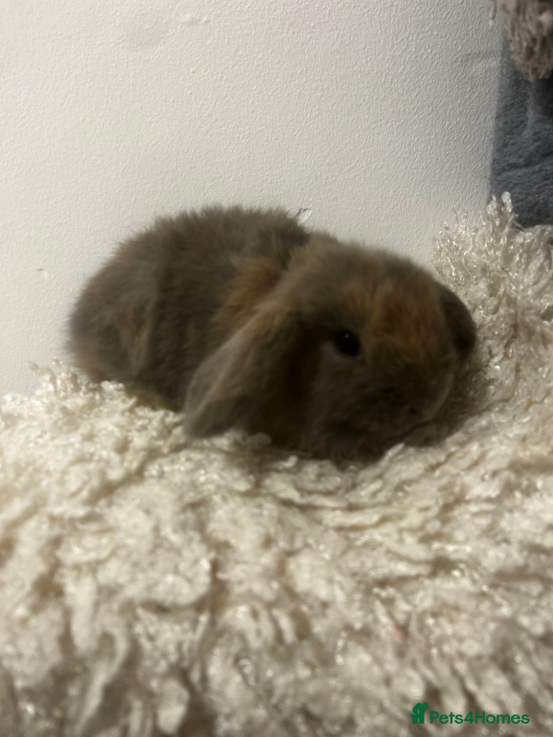 Mini Lop rabbits for sale: READY NOW BOYS - Image 6