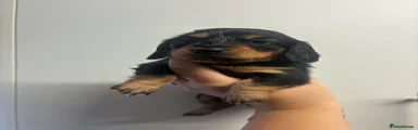 Black and Tan girl