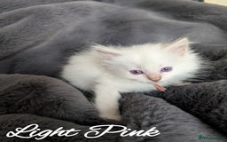 Ragdoll cats for sale: GCCF REG PEDIGREE RAGDOLL KITTENS - Image 9