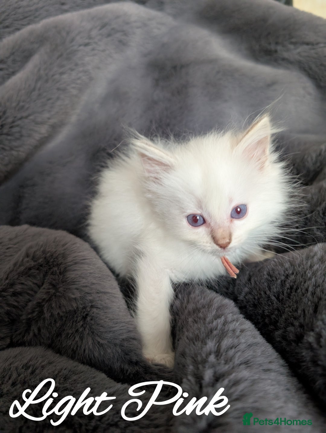 Ragdoll cats for sale: GCCF REG PEDIGREE RAGDOLL KITTENS - Image 9