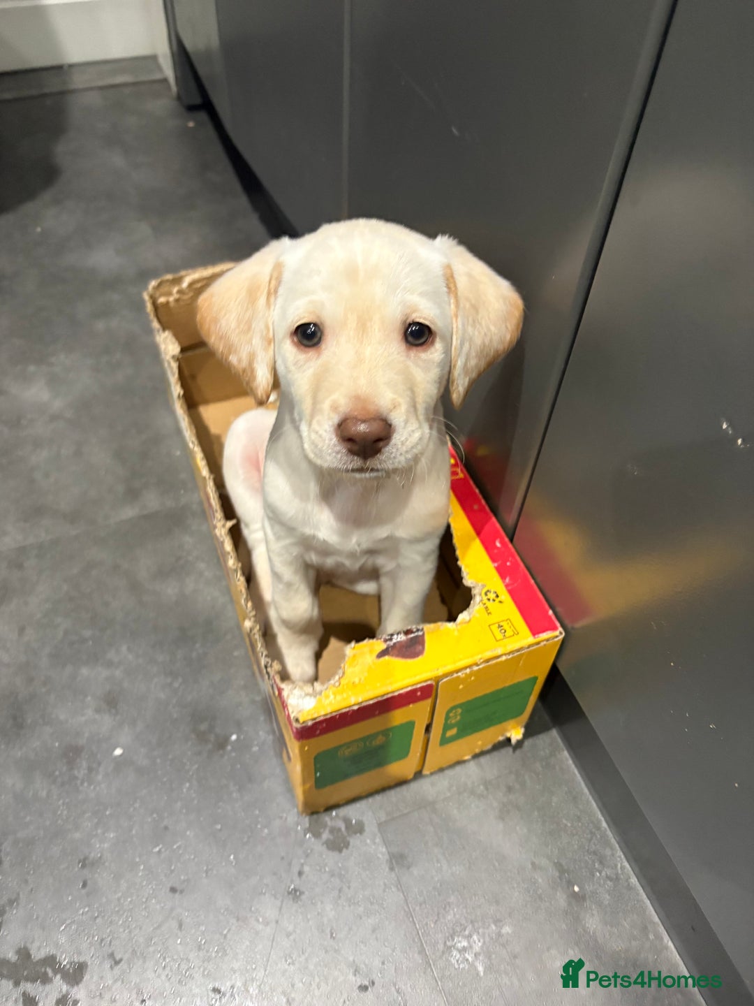 Labradoodle dogs for sale: Labradoodle puppies looking for loving homes - Advert 6