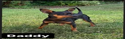 Miniature Pinscher dogs for sale: Beautiful 5generation pedigree min pin pupp - Advert 24