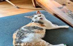 Domestic Shorthair cats for sale: Three kittens for sale £60 each!  - Advert 1