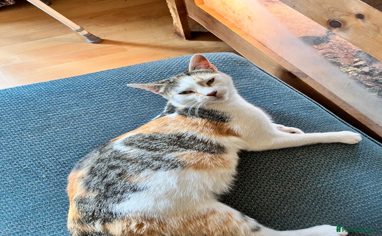 Domestic Shorthair cats Three kittens for sale £60 each!  - Advert 1