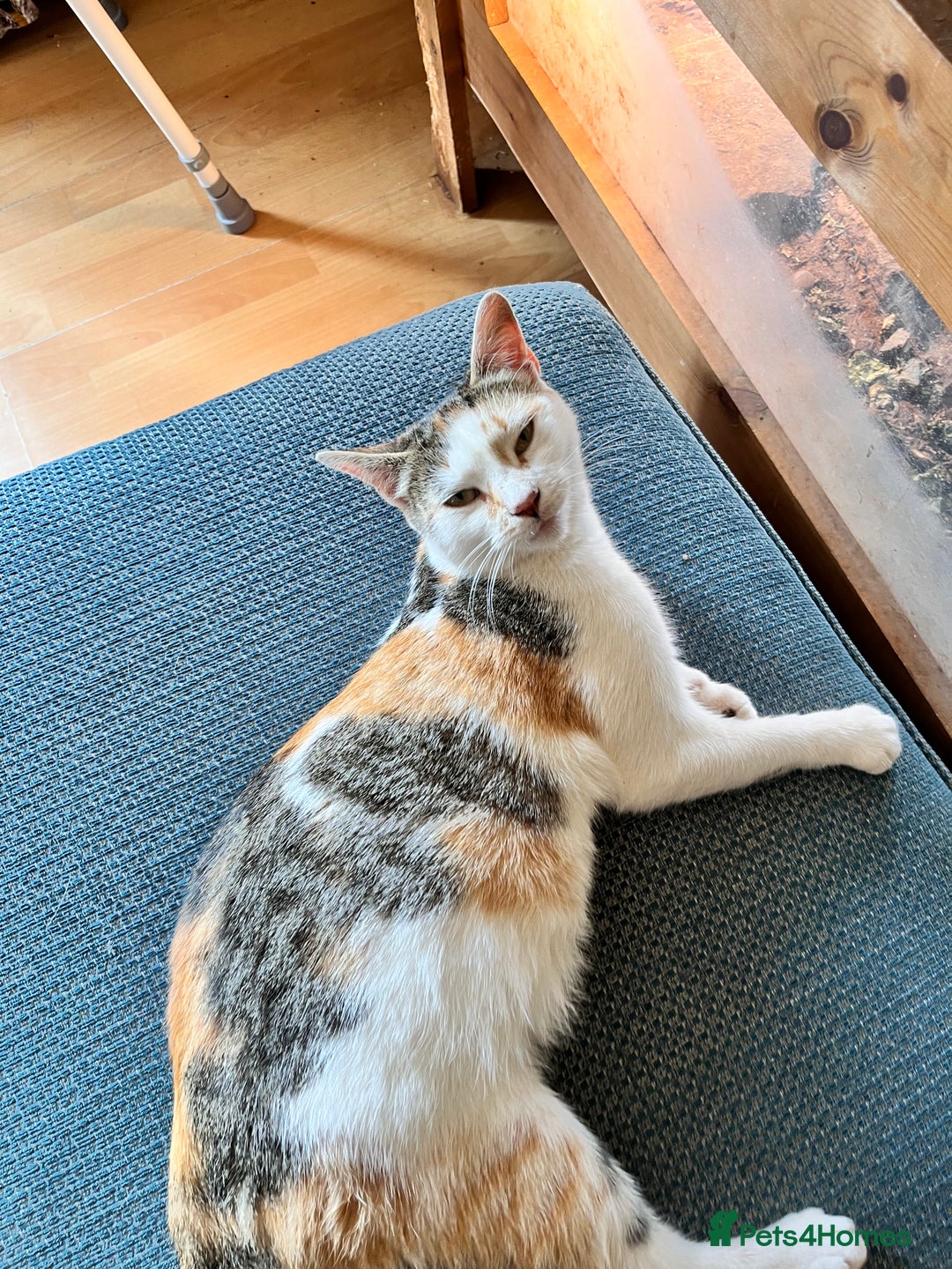 Domestic Shorthair cats for sale: Three kittens for sale £60 each!  - Advert 1