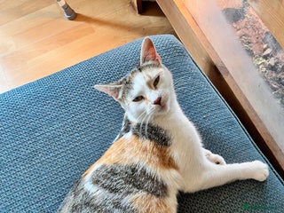 Domestic Shorthair cats Three kittens for sale £60 each! - Advert 1