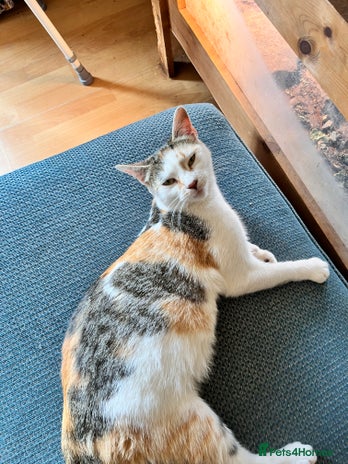 Domestic Shorthair cats Three kittens for sale £60 each! - Advert 3