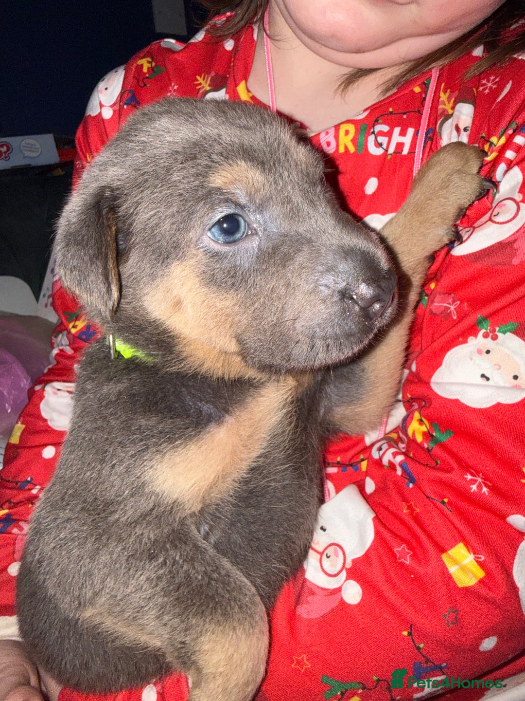 Mixed Breed dogs for sale: Ready 12 Jan Sharpei x Rhodesian ridgeback Hybrid - Advert 35