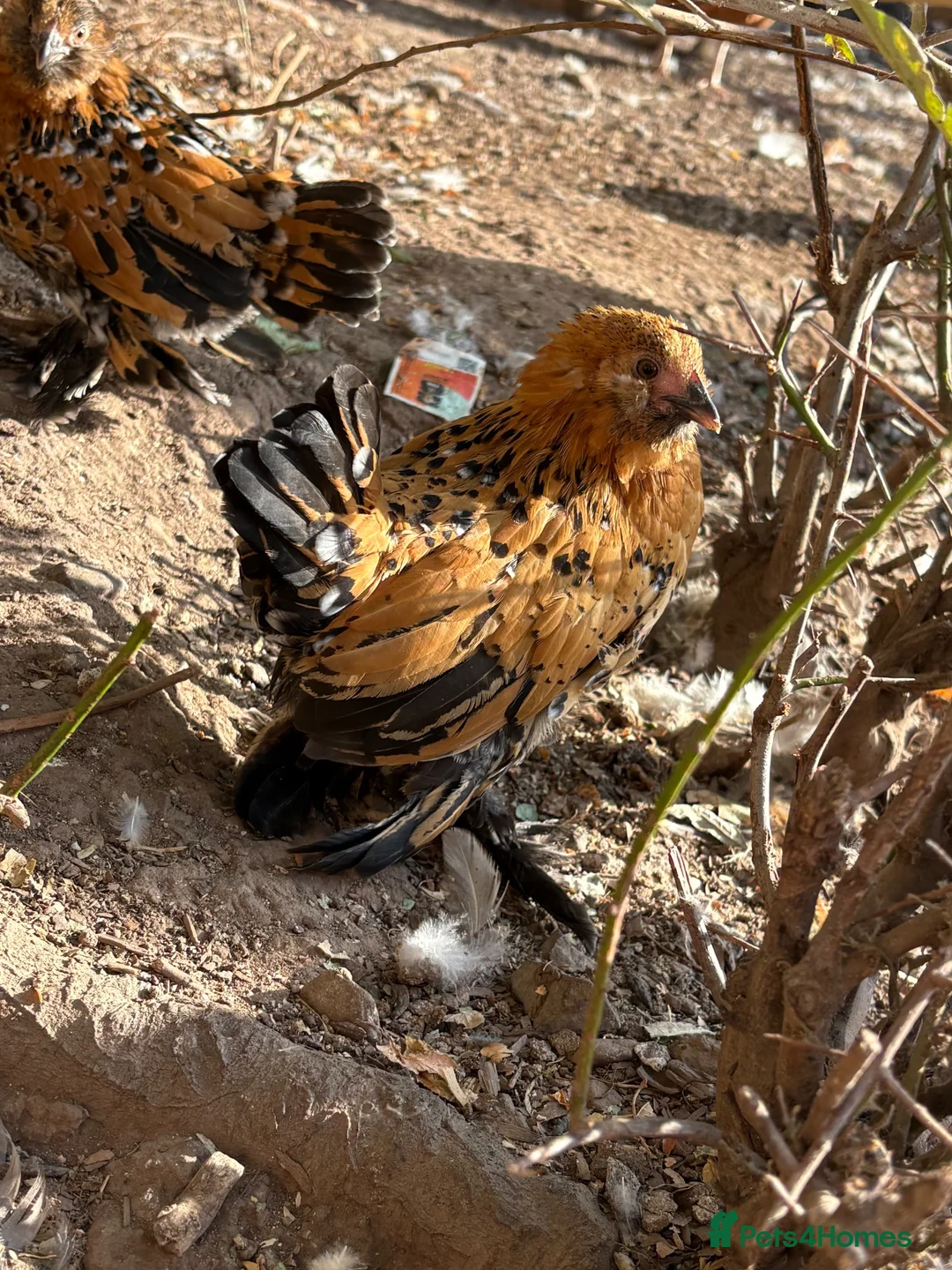 Chickens poultry for sale: Fleur Barbu D’Uccle Bantam Trio  - Advert 2