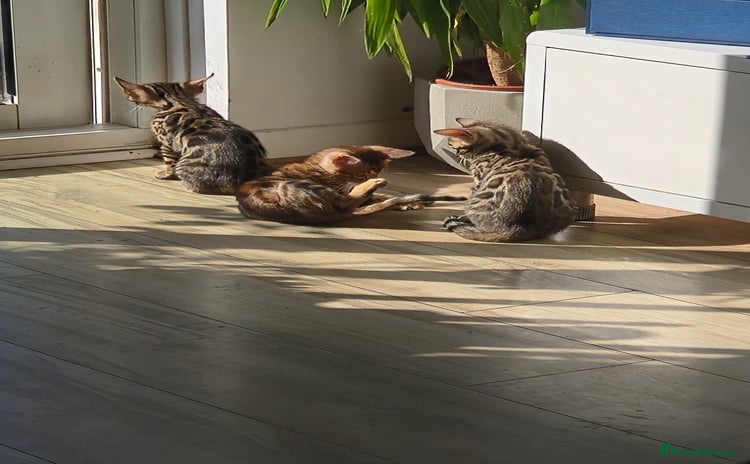 Bengal cats - Advert 2