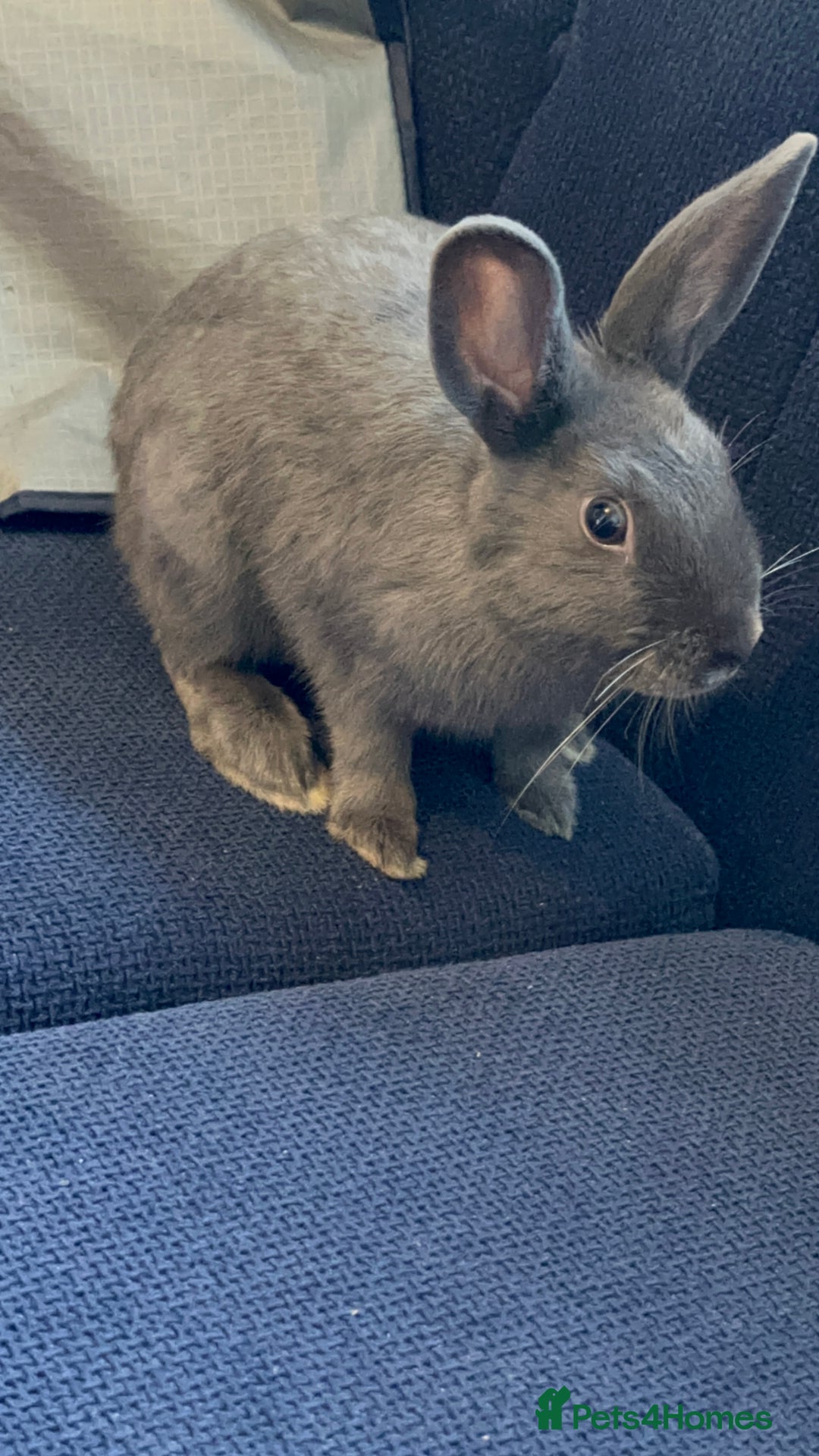 Mixed Breed rabbits for sale: Male Rabbit - Advert 3