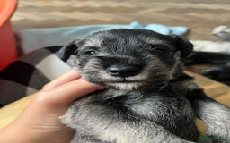 Miniature Schnauzer dogs for sale: Your furry soulmate - Image 3