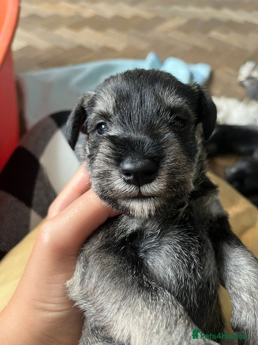 Miniature Schnauzer dogs for sale: Your furry soulmate - Image 3