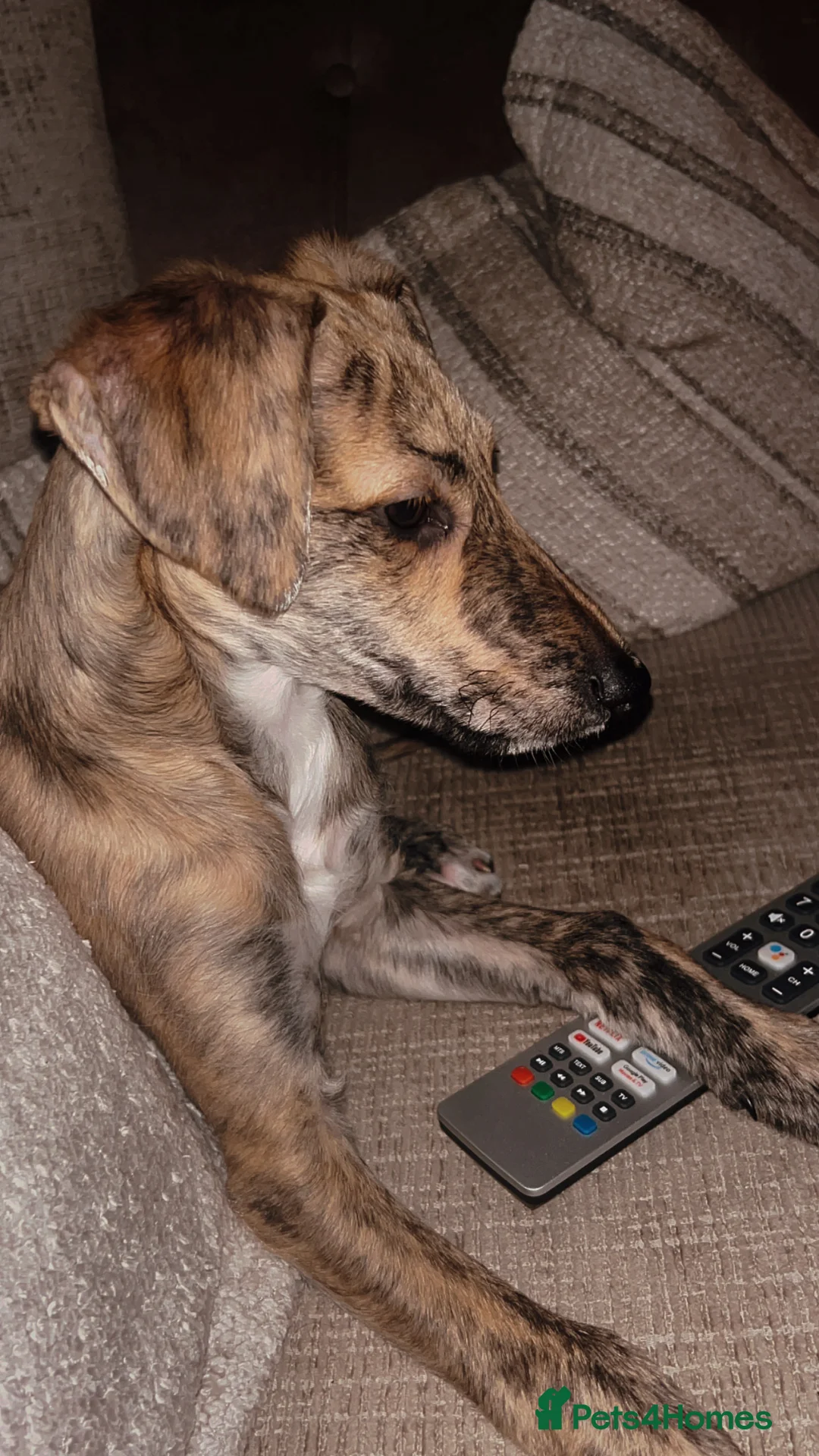 Greyhound dogs for sale: female grey hound pup mabel - Advert 5