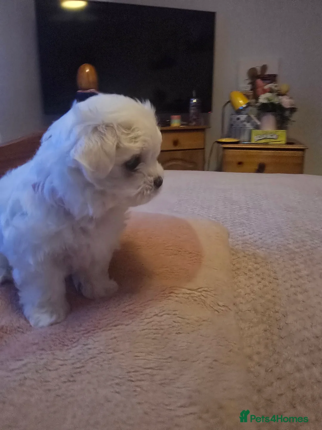 Maltese dogs for sale: 3 fluffy and lovely maltese girls for sale - Advert 2