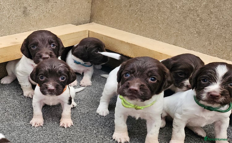 English Springer Spaniel dogs - Advert 1