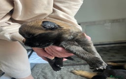 Mixed Breed dogs for sale: Adorable litter of 'shepinois' - Image 10