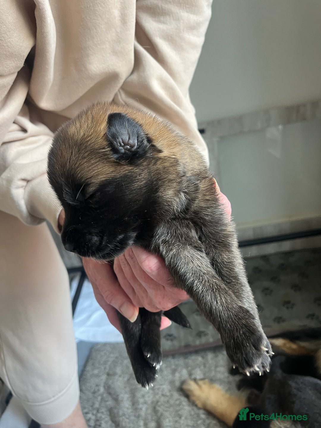 Mixed Breed dogs for sale: Adorable litter of 'shepinois' - Image 10