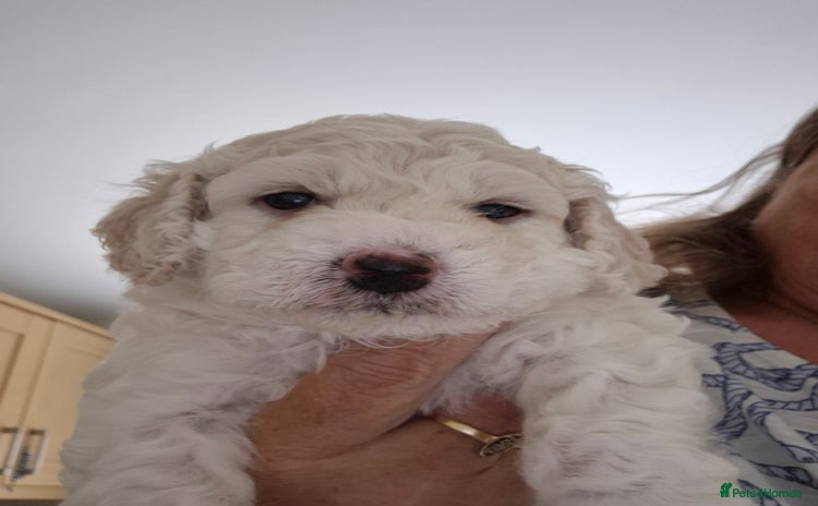 Cockapoo dogs - Advert 2