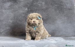 Chow Chow dogs for sale: Exotic colour pure chow chow puppies for sale - Image 8