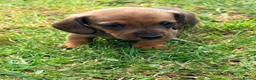 Miniature Dachshund dogs for sale: KC registered Miniature Smooth haired Dachshund  - Advert 24