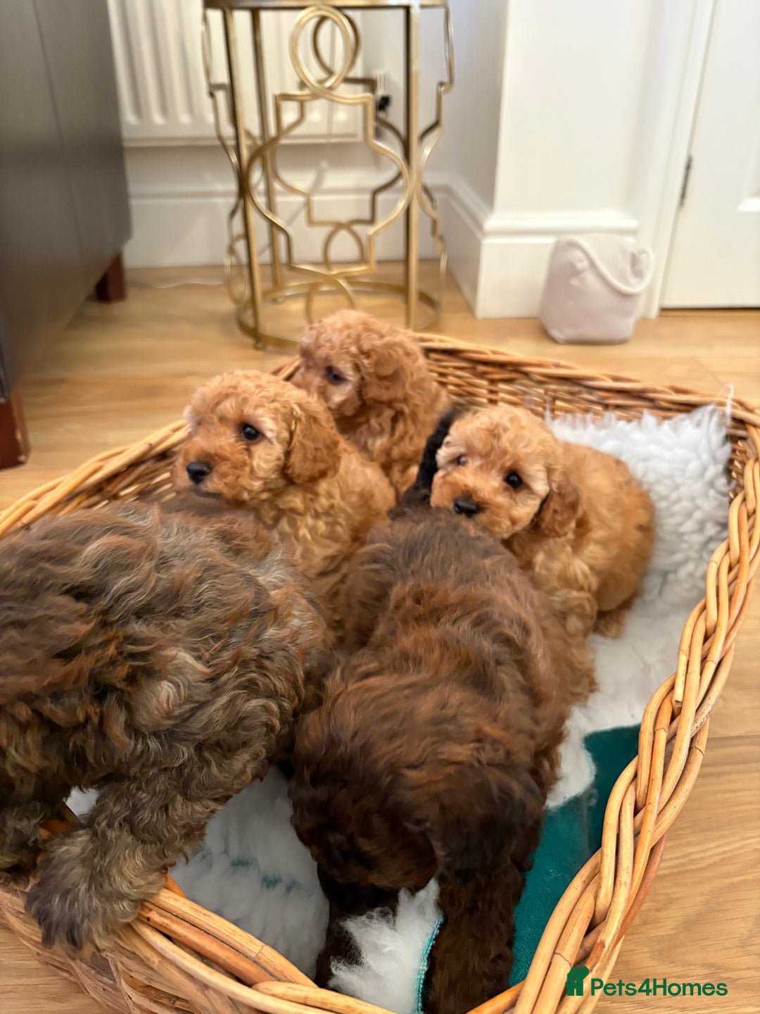 Maltipoo dogs for sale: Gorgeous Maltipoo Puppies  - Advert 2