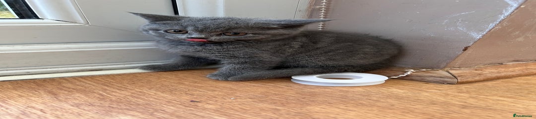 British Shorthair Kitten 1