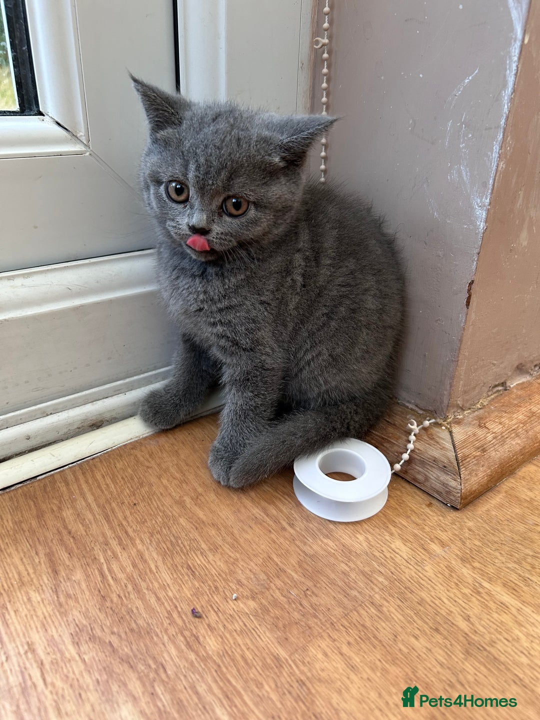 British Shorthair cats for sale: 2 Beautiful British ShortHair  - Image 11