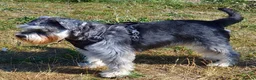 Miniature Schnauzer dogs for stud: Handsome black and silver Miniature Schnauzer  - Advert 26