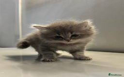 Ragdoll cats for sale: Fluffy Gorgeous Ragdoll Cross Kittens - Image 6