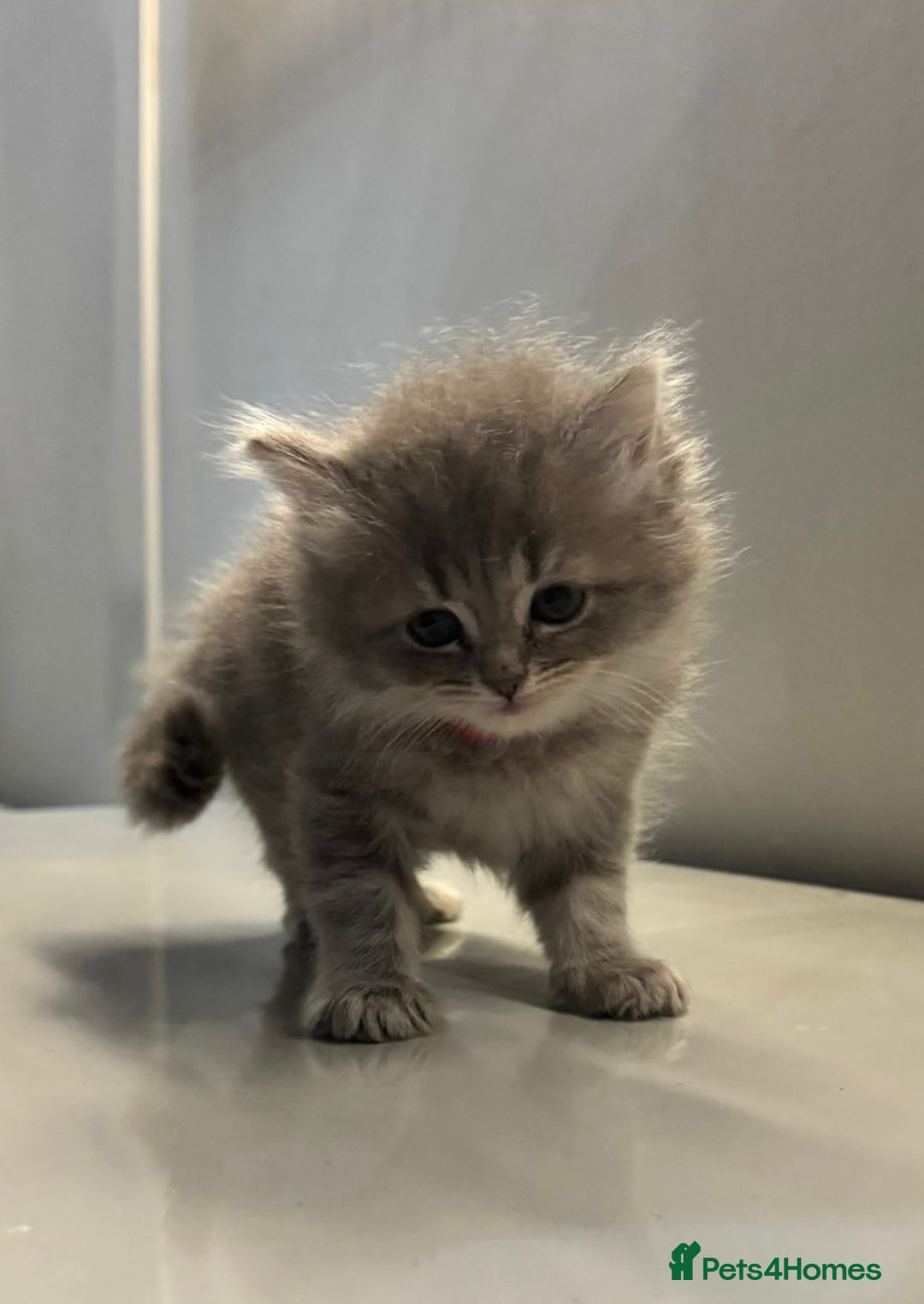 Ragdoll cats for sale: Fluffy Gorgeous Ragdoll Cross Kittens - Image 6