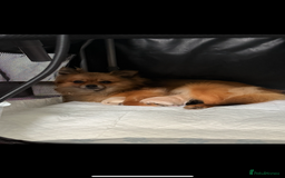 Pomeranian dogs for sale: Two Adorable Pomeranian Boys Still Available!  - Image 3