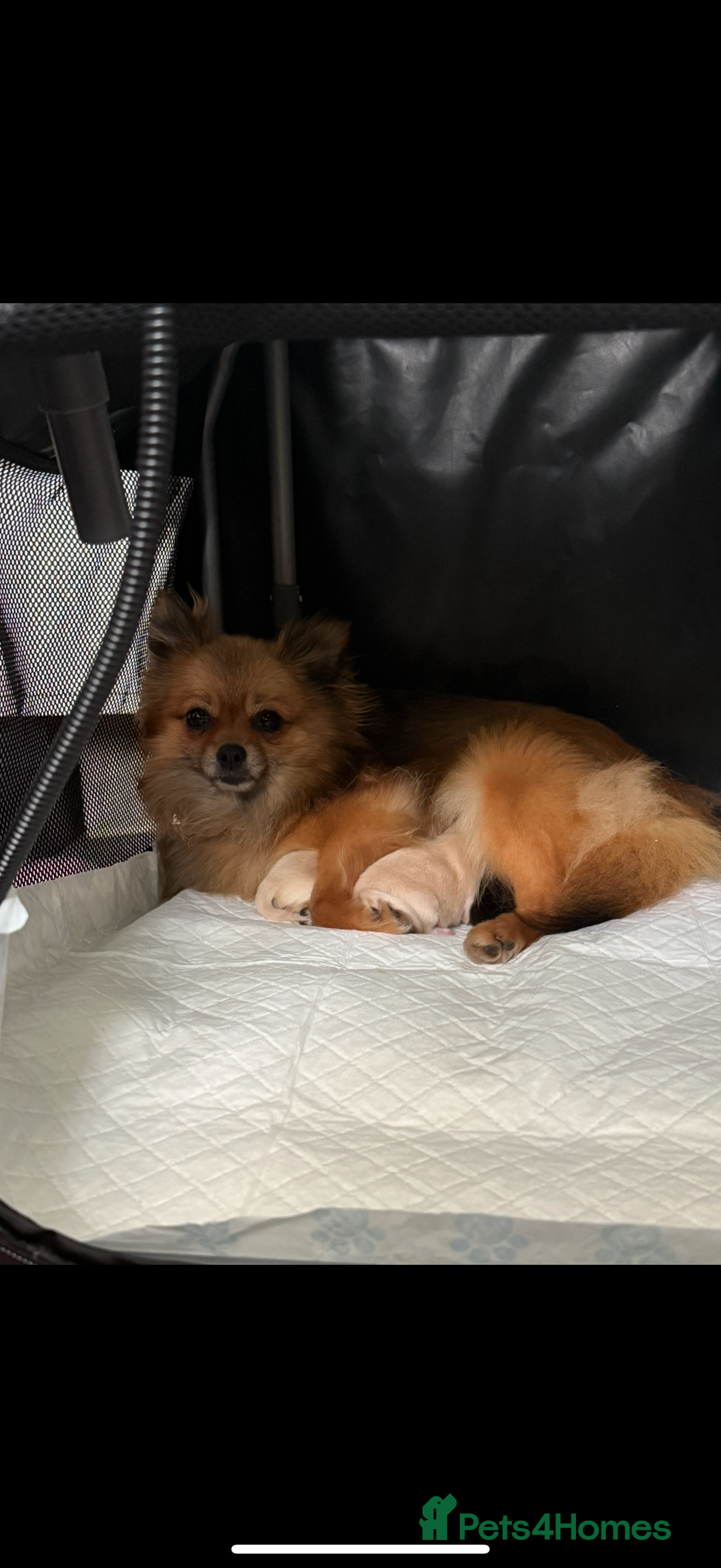 Pomeranian dogs for sale: Two Adorable Pomeranian Boys Still Available!  - Image 3