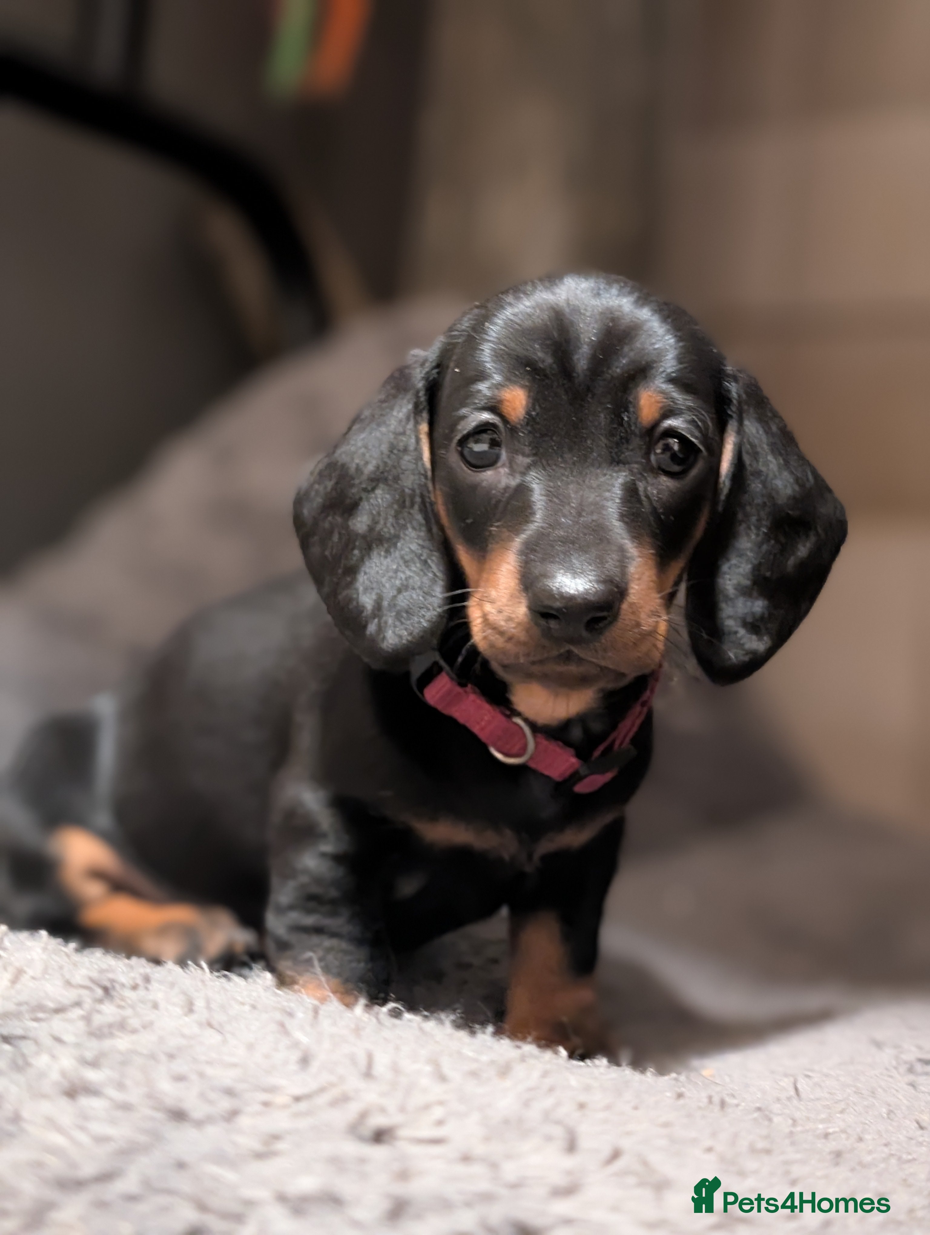 Dachshund dogs Quality Dachshund Standard Smooth Hair  - Advert 7