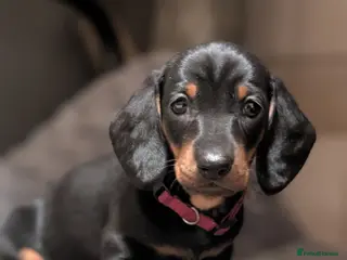 Dachshund dogs Quality Dachshund Standard Smooth Hair - Advert 7