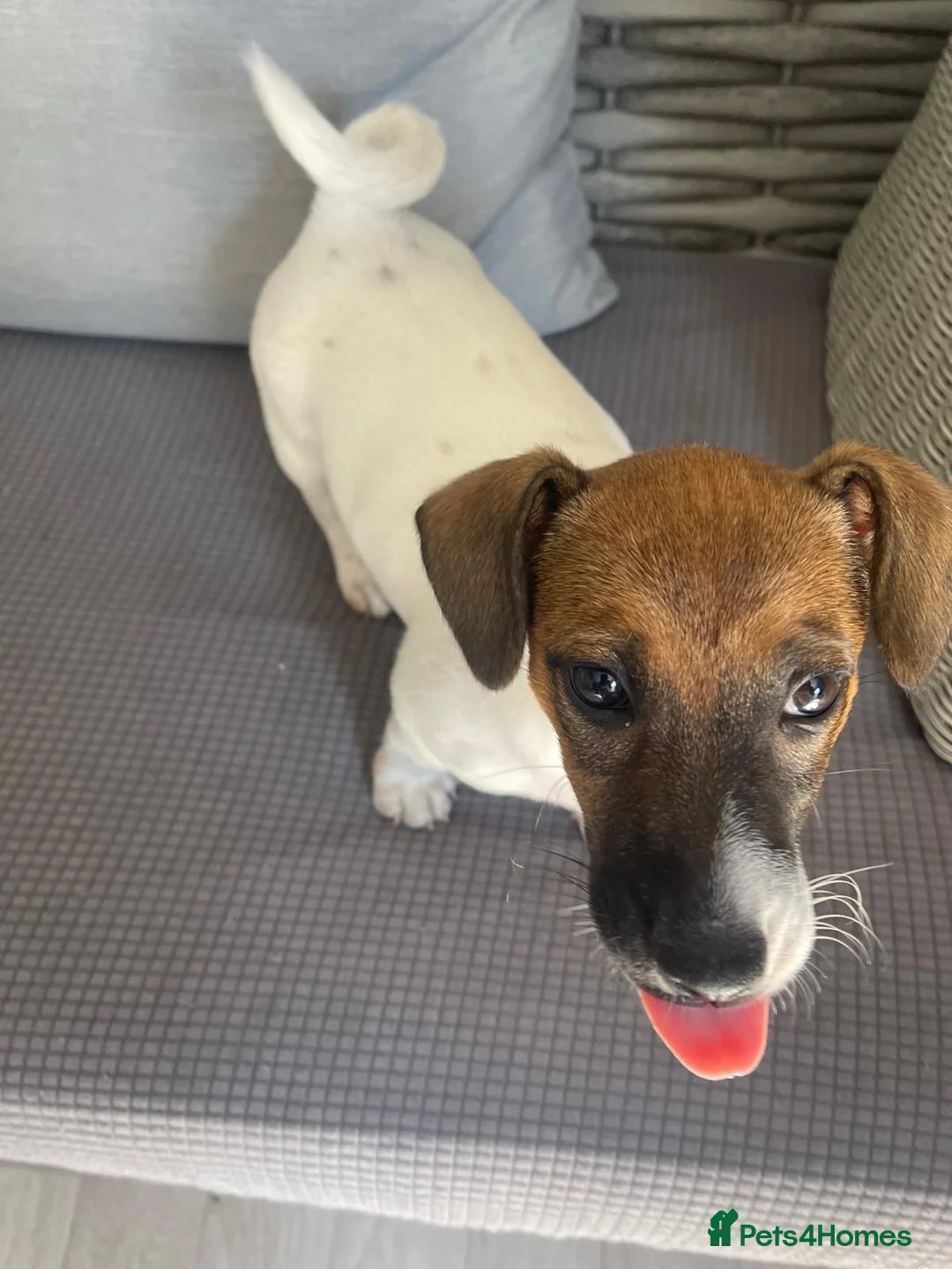 Jack Russell dogs for sale: Short legged girl Jack russel - Advert 2