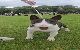 English Bull Terrier dogs for stud: Very strong pedigree , stud dog available now  - Image 6
